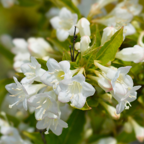 Krzewuszka 'Picobella Bianco' P9(0,5L)