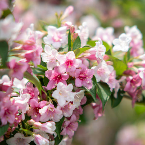 Shrub 'Sakhalińska' 2L