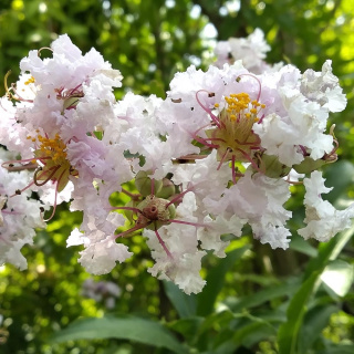 Lagerstroemia indyjska 'With Love Babe' PBR P9(0,5L)