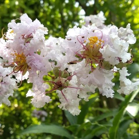 Lagerstroemia indyjska 'With Love Babe' PBR P9(0,5L)