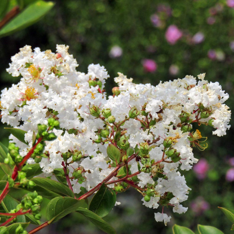 Lagerstroemia indyjska 'With Love Virgin' PBR P9(0,5L)