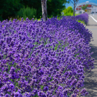 Lawenda wąskolistna 'Hidcote Blue' 0,5L