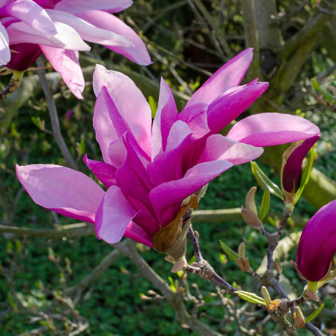 Magnolia 'Betty' P9(0,5L)