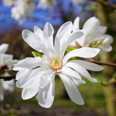 Magnolia gwiaździsta 'Royal Star' P9(0,5L)