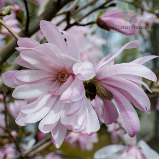 Magnolia gwieździsta 'Rosea' P9(0,5L)