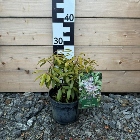 Pieris japoński 'Brouwers Beauty' 2L