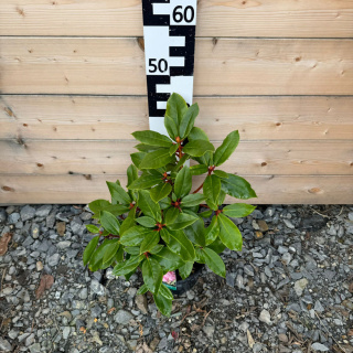 Rododendron 'Andantino' 2L