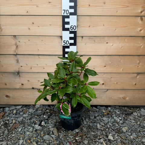 Rododendron 'Andantino' 2L