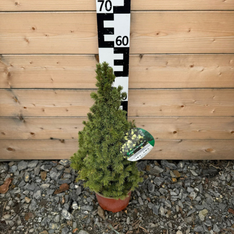 White Spruce 'Sun of the Sky' 3L