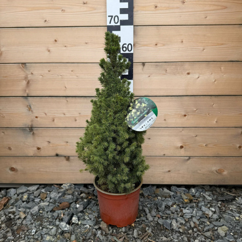 White Spruce 'Sun of the Sky' 3L