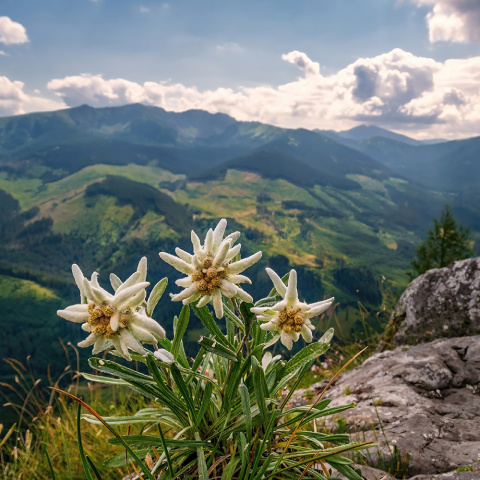 Szarotka alpejska 2L