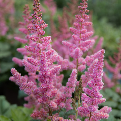 Tawułka 'Vision in Pink' / Astilbe 2L