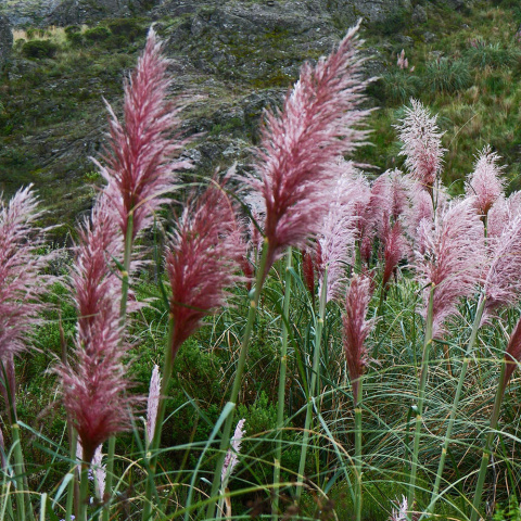 Pampas grass 'Rosea' C3