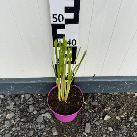 Pampas grass 'Rosea' C3