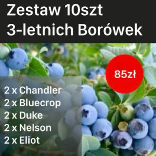 Zestaw Borówka amerykańska (2 x Chandler, 2 x Bluecrop, 2 x Duke, 2 x Eliot, 2 x Nelson)