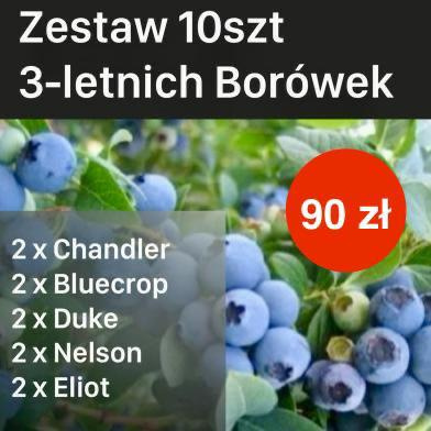 Zestaw Borówka amerykańska (2 x Chandler, 2 x Bluecrop, 2 x Duke, 2 x Eliot, 2 x Nelson)