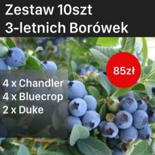 Zestaw Borówka amerykańska (4 x Chandler, 4 x Bluecrop, 2 x Duke)