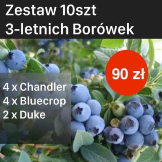 Zestaw Borówka amerykańska (4 x Chandler, 4 x Bluecrop, 2 x Duke)