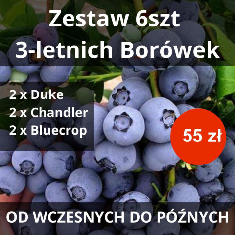 Zestaw Borówka amerykańska od wczesnych do późnych (2 x Duke, 2 x Chandler, 2 x Bluecrop)