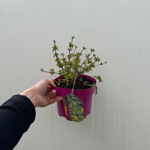 Barbula klandońska ' Lisaura' Hint of Gold 2L