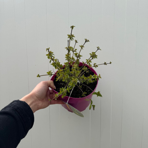 Barbula klandońska ' Lisaura' Hint of Gold 2L