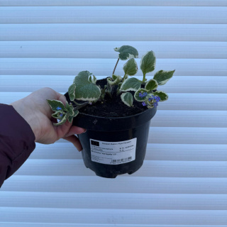 Brunnera wielkolistna 'Variegata' C2