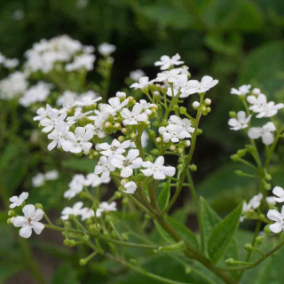 Brunnera wielkolistna 'Betty Bouring' 2L