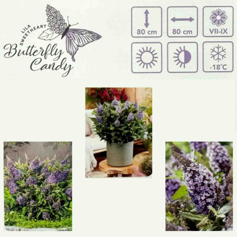 David's Buddleia Schmetterling 'Candy Lila Sweeth' PBR P9(0,5L)