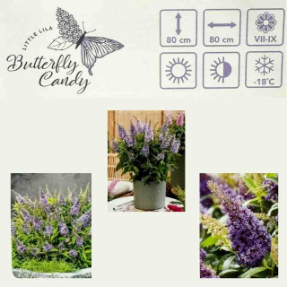 Budleja Davida Butterfly 'Candy Little Lila' PBR P9(0,5L)