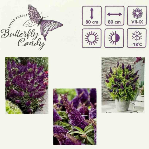 Budleja Davida Butterfly 'Candy Little Purple' PBR 1,5L