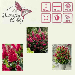 Budleja Davida Butterfly 'Candy Little Ruby' PBR 1,5L