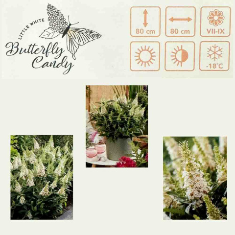 Budleja Davida Butterfly 'Candy Little White' PBR 1,5L