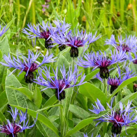 Mountain cornflower 1.5L