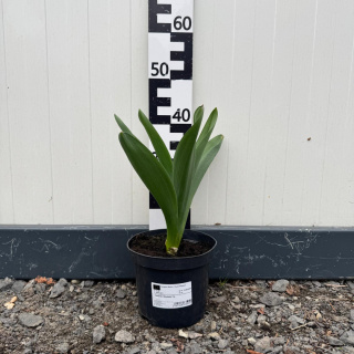 Garlic 'Gladiator' 3L