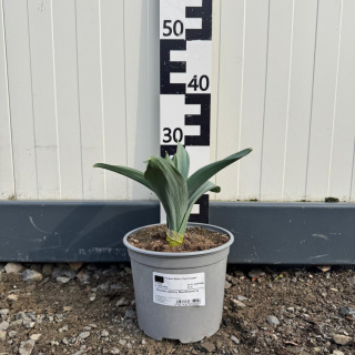 Czosnek ozdobny 'Mont Everest' 3L