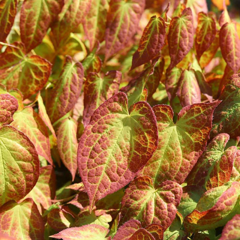 Epimedium pstre 'Sulphureum' 1,5L