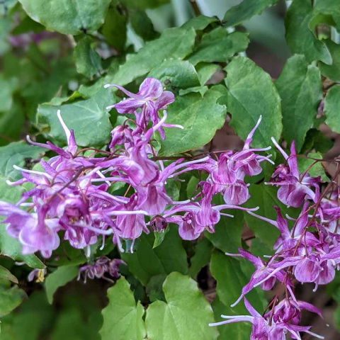 Epimedium wielokwiatowe 'Lilafee' 1,5L