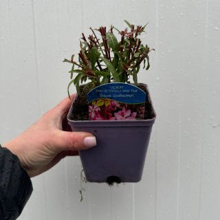 Gaura Lindheimera Baby Butterfly 'Dark Pink' P11(1L)