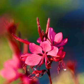 Gaura Lindheimera 'Compact Pink' P11(1L)