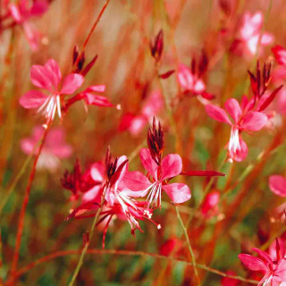 Gaura Lindheimera 'Compact Red' P11(1L)