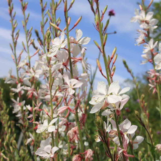 Gaura Lindheimera 'Compact White' P11(1L)