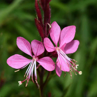 Gaura Lindheimera 'Medium Pink Impression' P11(1L)