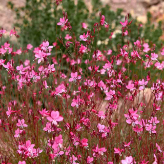 Gaura Lindheimera 'Medium Rose' P11(1L)