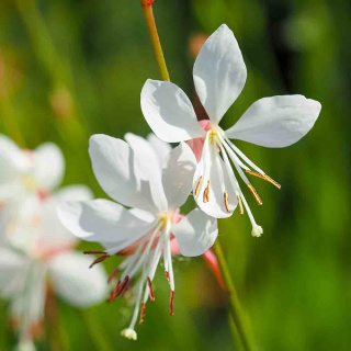 Gaura Lindheimera 'Medium White' P11(1L)