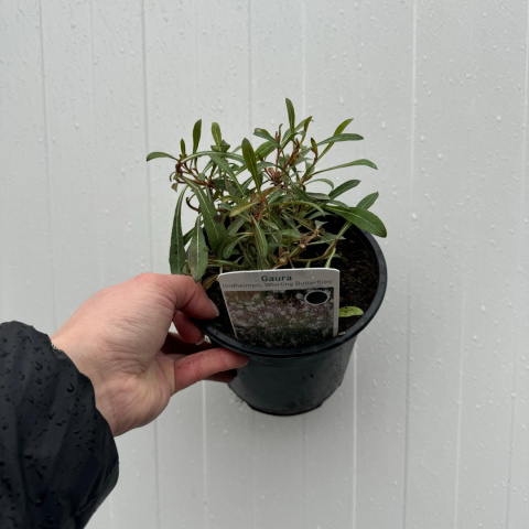 Gaura Lindheimera 'Whirling Butterflies' 1,5L