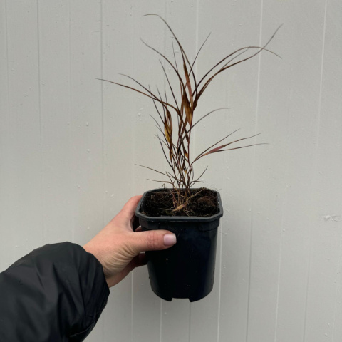 Hakonechloa smukła 'Aureola' P11(1L)