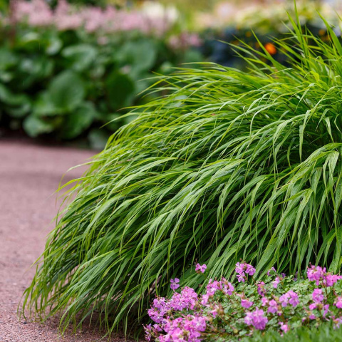 Hakonechloa smukła 'Beni Kaze' P11(1L)