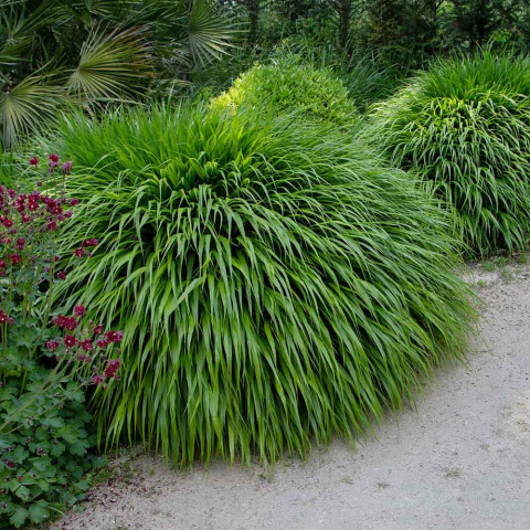 Hakonechloa smukła 'Greenhills' P11(1L)