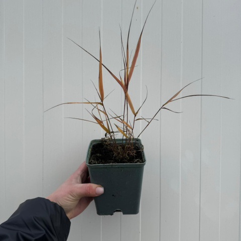 Hakonechloa smukła 'Greenhills' P11(1L)