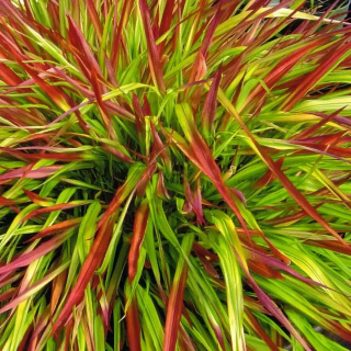 Hakonechloa smukła 'Mulled Wine' P11(1L)